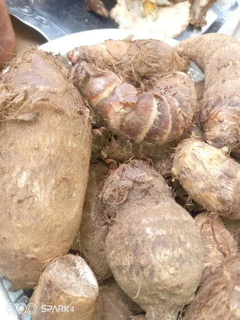 coco yams (colocacia)